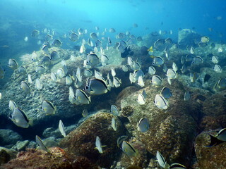 Costa Rica Pacific sea life