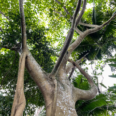 A unique banyon tree trunk found at a botanical garden