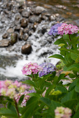 紫陽花と渓流