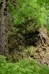 moss on a tree rock