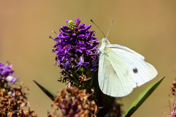 Obraz premium Macro Image of Cabbage Butterfly on Cascade Penstemon