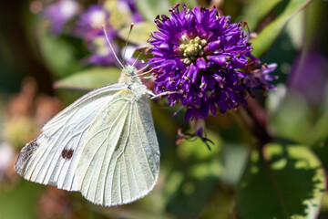 Macro Image of Cabbage Butterfly on Cascade Penstemon