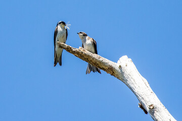 Adult Tree Swallow Presents Captured Damselfly to Fledgling 