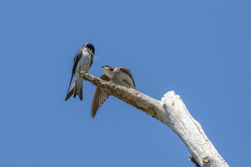 Adult Tree Swallow Presents Captured Damselfly to Fledgling 