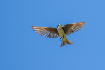 Adult Tree Swallow in Flight with Captured Damselfly