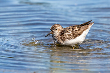 Least Sandpiper Enjoying a Summer Day