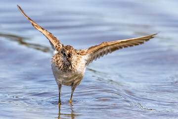 Least Sandpiper Enjoying a Summer Day