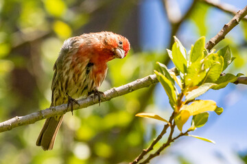 Curious House Finch Eyes the Photographer