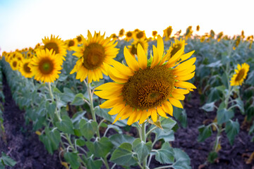 large field of blooming sunflowers. Agronomy, agriculture