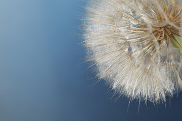 Beautiful fluffy dandelion flower on blue background, closeup. Space for text