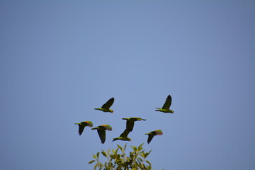 parvada de pericos