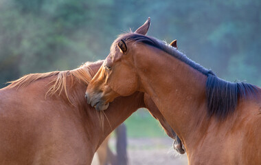 Friendship horses. Two young horses in a meadow against the background of the forest. Dark colours....
