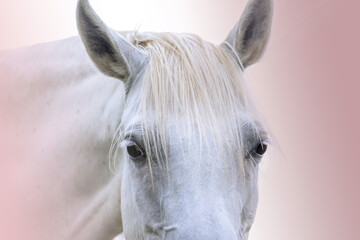 White horse portrait. Head close up on a pink background. Arabian horse
