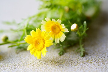 Fototapeta na wymiar 春菊の花　切り花
