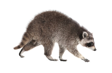 Fototapeta premium Cute funny common raccoon isolated on white