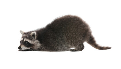 Fototapeta na wymiar Cute funny common raccoon isolated on white