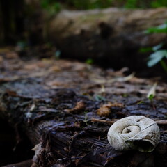 closeup old snail shell on an overgrown board in the forest