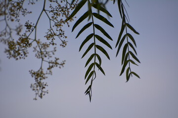tree leaves