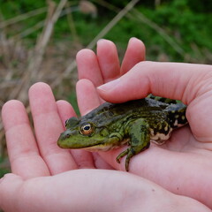 close up green frog in hands