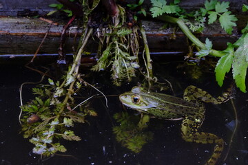 close-up detailed green toad near marsh plants