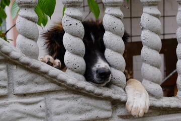 paws and black nose of a dog behind a concrete fence