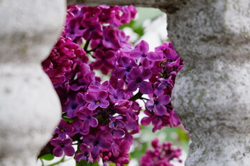 closeup juicy purple lilac between the concrete fence
