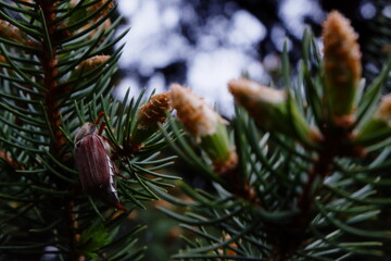 closeup maybug on a coniferous branch
