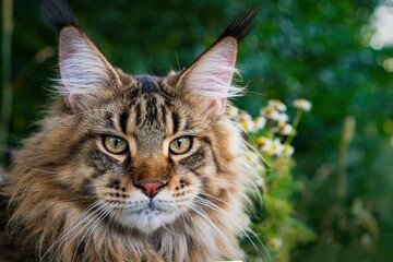 Naklejka na ściany i meble A large outdoors portrait of a sitting calm and serious furry Maine Coon American cat looking at camera.