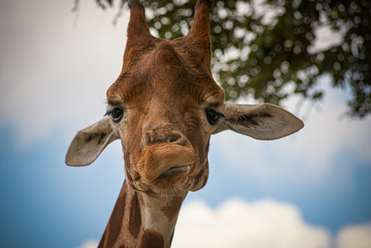 portrait of a giraffe