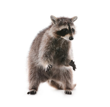 Cute funny common raccoon isolated on white