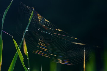 虹色に光るクモの巣