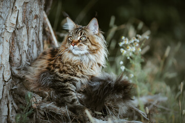 Naklejka na ściany i meble A beautiful summer portrait of a Maine Coon cat outdoors with a blurred background, soft bokeh, vintage colors tinting (toning).