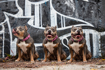 Photo shoot of an American bully in an abandoned house against the background of painted walls