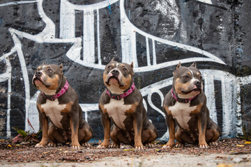 Photo shoot of an American bully in an abandoned house against the background of painted walls