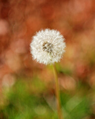 dandelion, flower, nature, plant, seed, summer, spring, grass, weed, seeds, wind, flora, macro, fluffy, growth, beauty, life, blossom, blowball, closeup, blowing, stem, garden, flowers, light