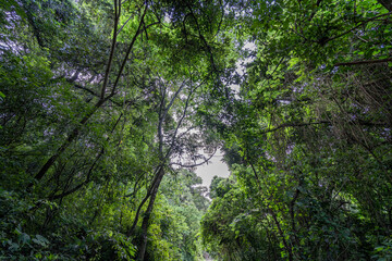 lush forest. Forest in central america. Jungle in central america