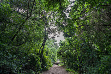 Fototapeta na wymiar lush forest. Idilic Forest. Guatemalan forest