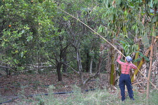 pisca de mango