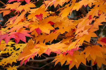 赤と黄色に色づいたカエデの葉
