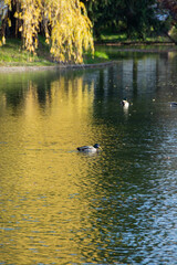 水面に映るヤナギの葉と水鳥
