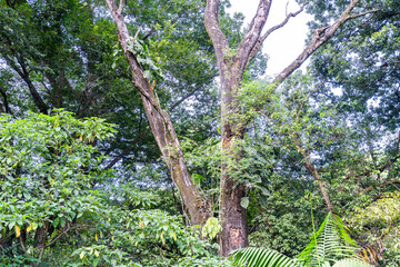 lush forest. Idilic Forest. Guatemalan forest