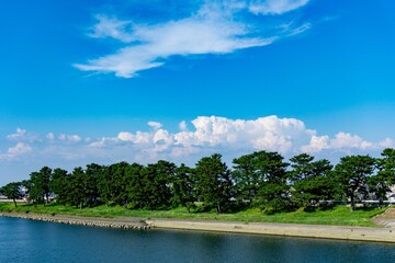 河川敷の松並木と空模様