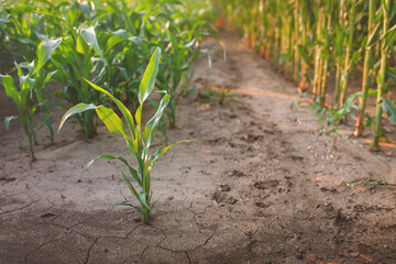 Growing maize seedlings on dry soil. Maize (also known as corn) has become a staple food in many...