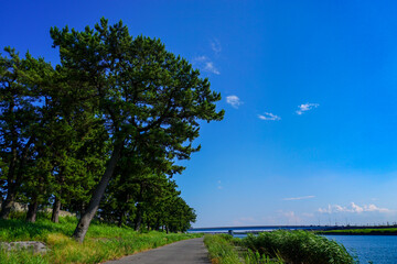 河川敷の松並木と空模様