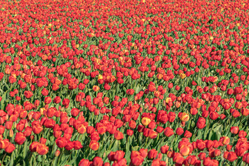 Blooming red tulip fields. Floral spring background. Famous Dutch icon. Noordwijkerhout, Netherlands, Europe