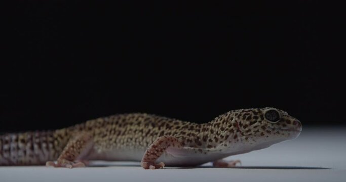 Small gecko with black dots on its skin is looking and breathing, wildlife, 4k