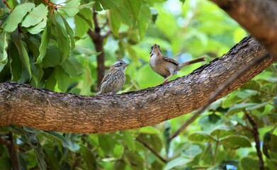 aves no Cerrado