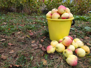 Full bucked of fresh harvested organic apples in farmer garden on grass