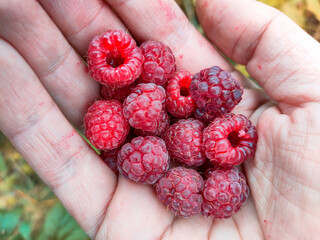 Fresh organic red raspberry in hand, palm, farmer berries, in garden Close up view