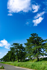 河川敷の松並木と空模様